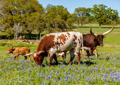 Cattle grazing in a bluebonnet field on a ranch in the Texas Hill Country.